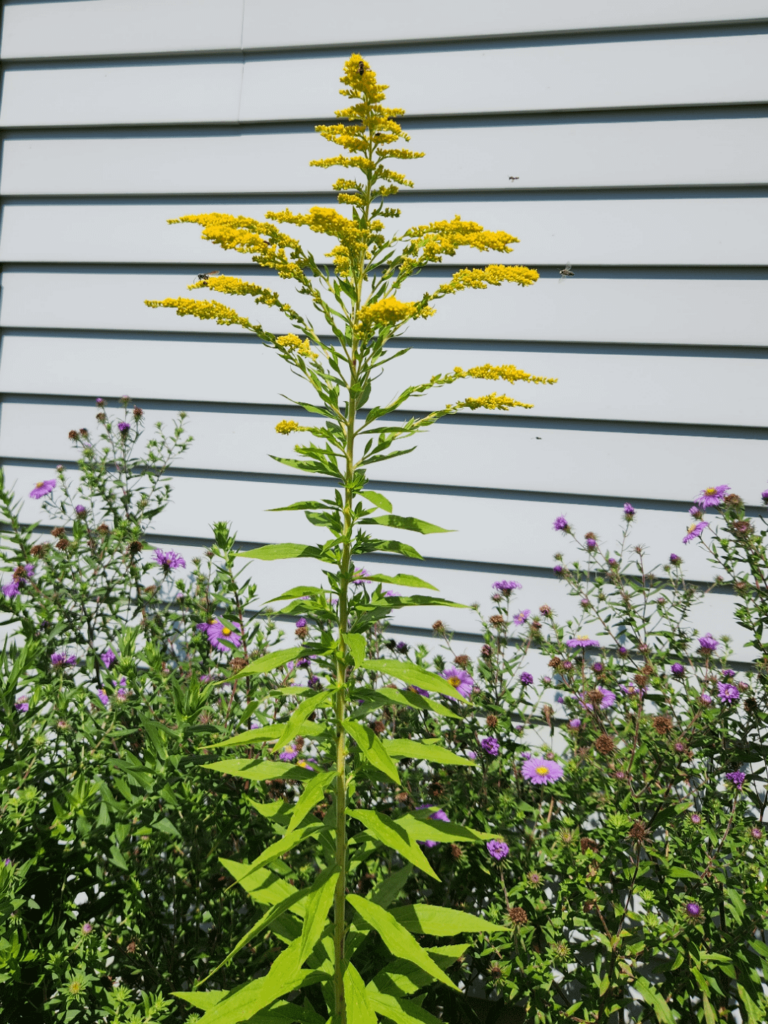 Canada Goldenrod? Canada Goldenrod?