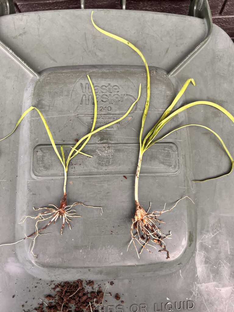 What weed do I have now???