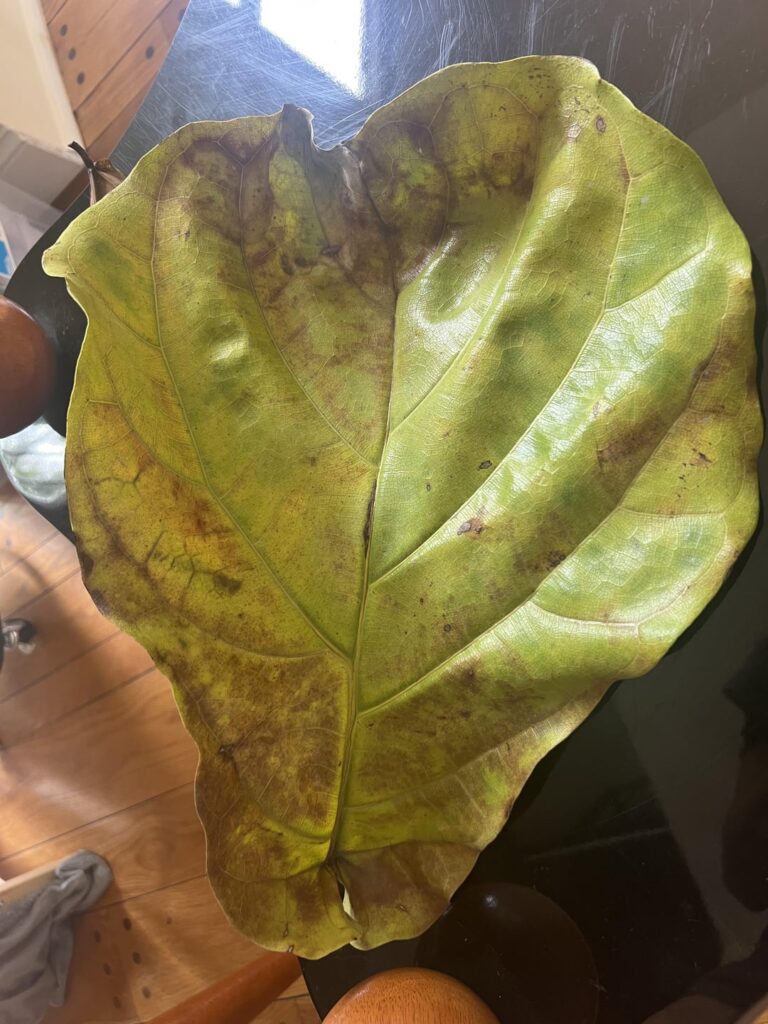 Please help! First time fig owner