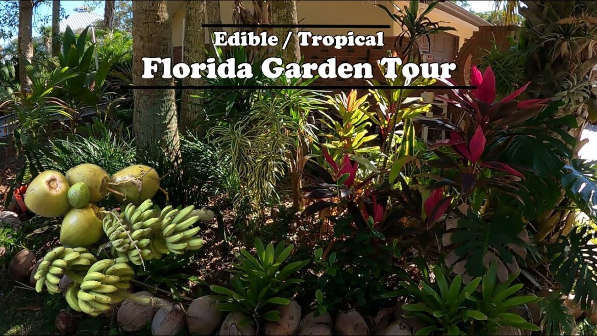 Florida Organic Edible / Tropical Garden Food Forest Tour | February Zone 10a