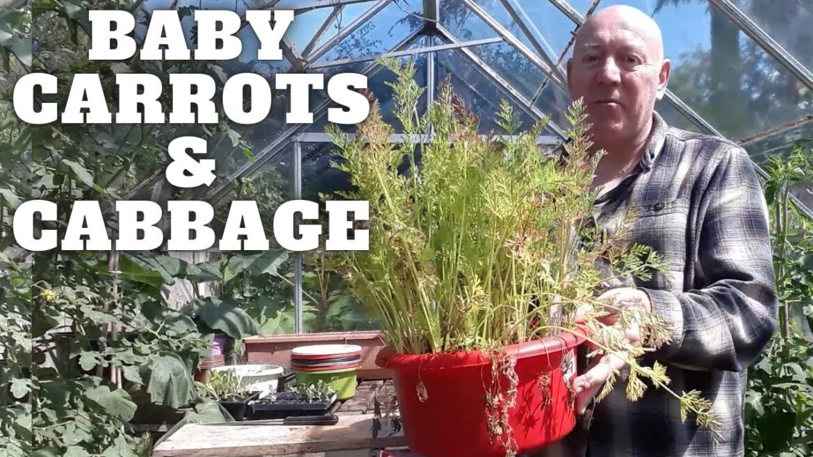 Container Baby Carrots & Cabbage Harvest [Gardening Allotment UK] [Grow Vegetables At Home ]