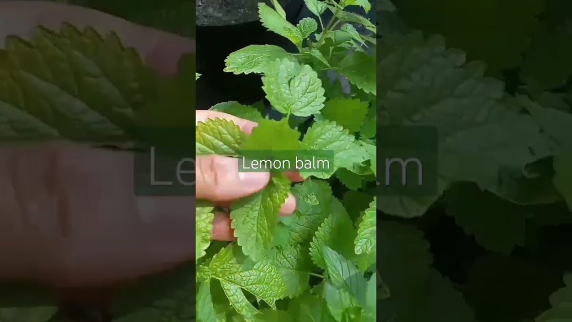 Herbs In The Garden | Small Space Gardening | Container Garden