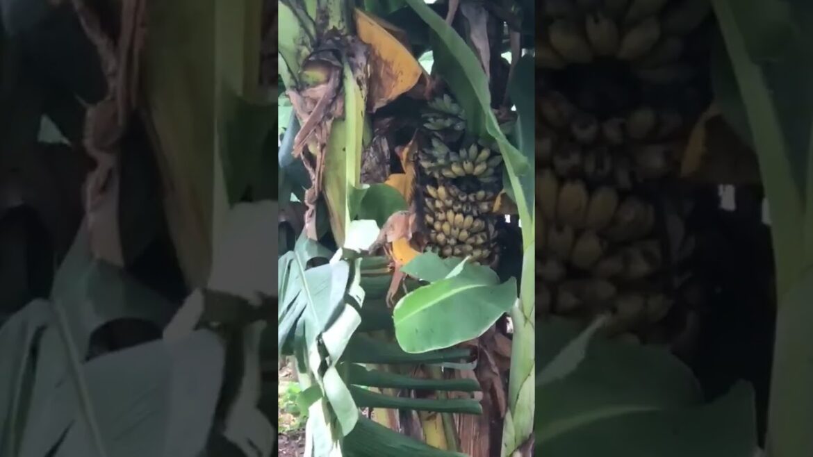 Let's Having A Good Feel Of The Nature #satisfying #short #garden #vegetable #gardening