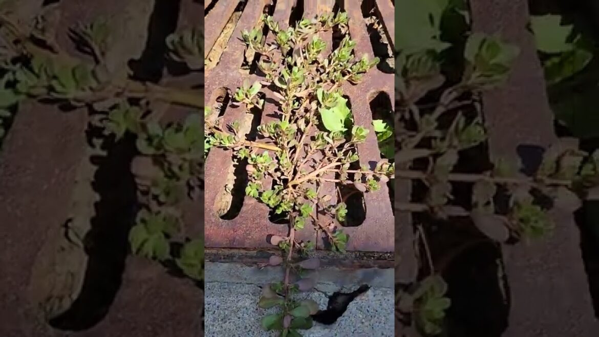 Edible Purslane growing in the sidewalk! #SHORTS #WEED #EDIBLE