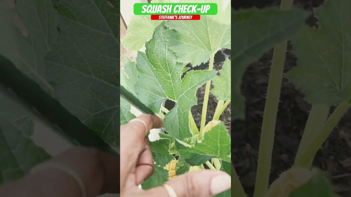 Squash Plants Check-Up || Zone 7B GA || Urban Gardening || Short 147 || Steffanie’s Journey Squash Plants Check-Up || Zone 7B GA || Urban Gardening || Short 147 || Steffanie’s Journey