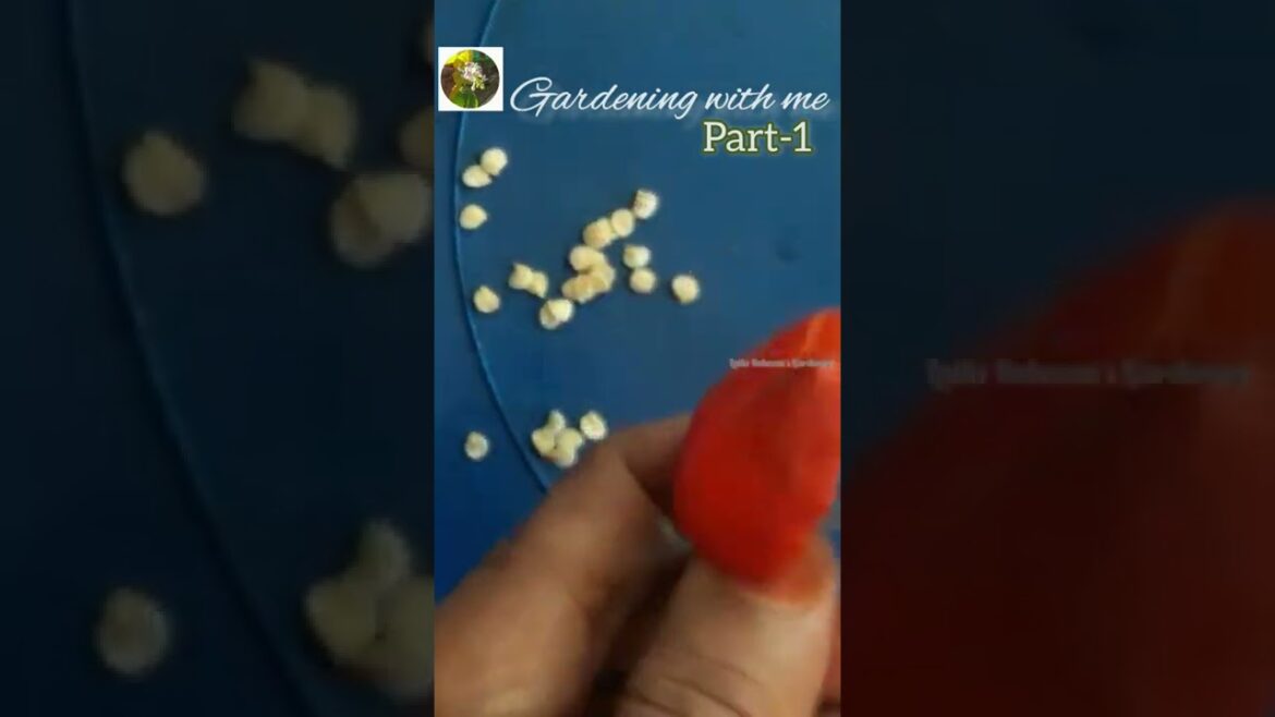 വരൂ വിത്തെടുക്കാം Gardening with me Part 1 @LailaRahmansGardening #shorts #seeds #gardeningshort വരൂ വിത്തെടുക്കാം Gardening with me Part 1 @LailaRahmansGardening #shorts #seeds #gardeningshort