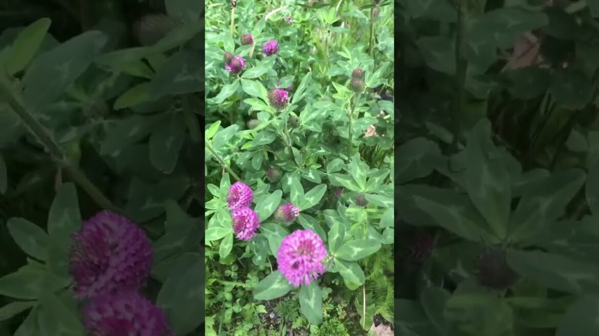 Red Clover Nutrition #shorts ￼￼