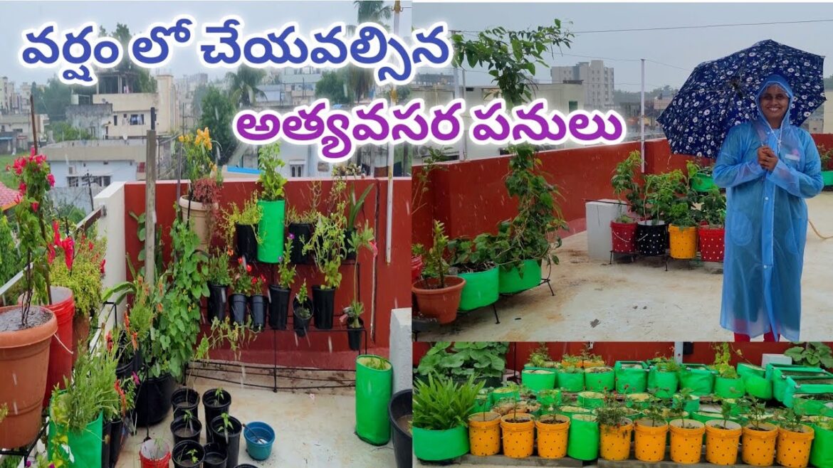 rainy season plants care 🌧 ⛈️ 🌧 | gardening ideas for home @eetharamillalu rainy season plants care 🌧 ⛈️ 🌧 | gardening ideas for home @eetharamillalu