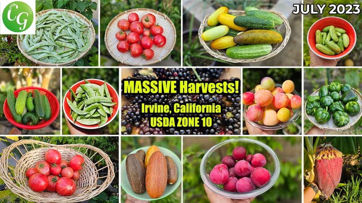 California Gardening: Summer Garden Delights: Harvests, Tour, Tips, Tricks, and Fun Things To Do! Summer Garden Delights: Harvests, Tour, Tips, Tricks, and Fun Things To Do!