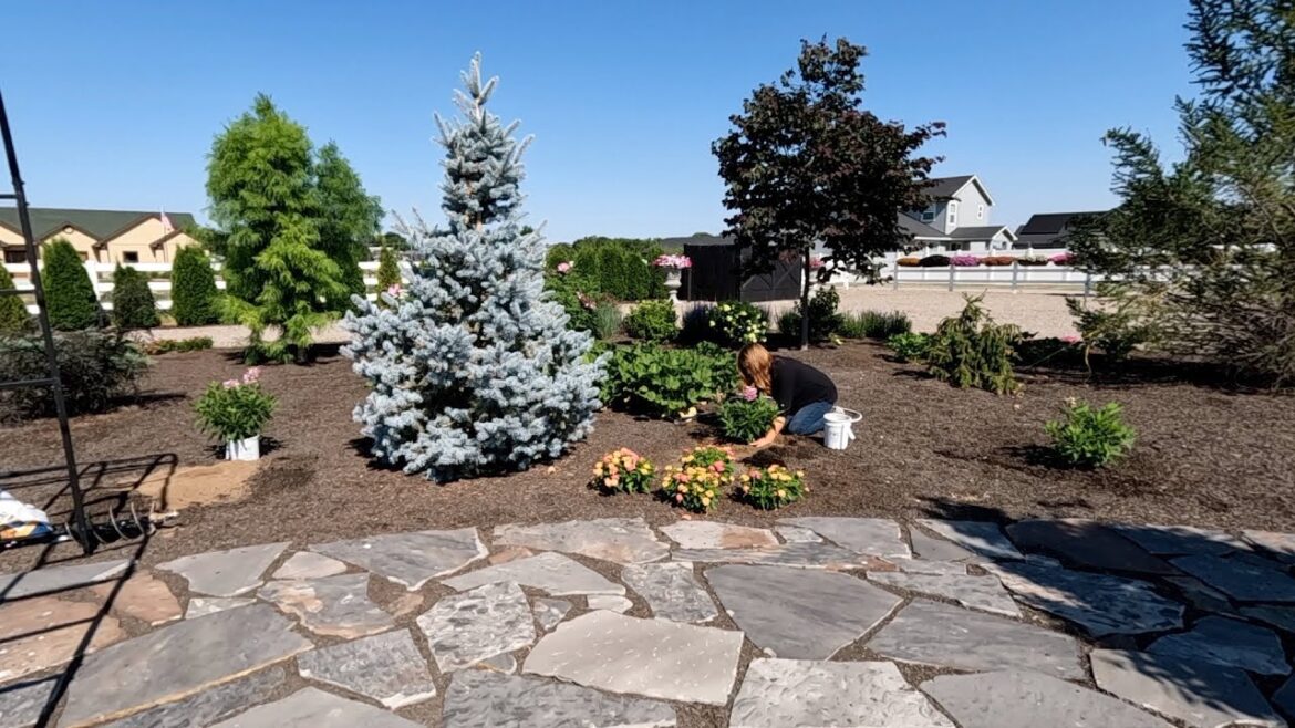 Planting Some Beautiful 2024 Shrubs & Picking Blackberries! 🌿💚🥰 // Garden Answer