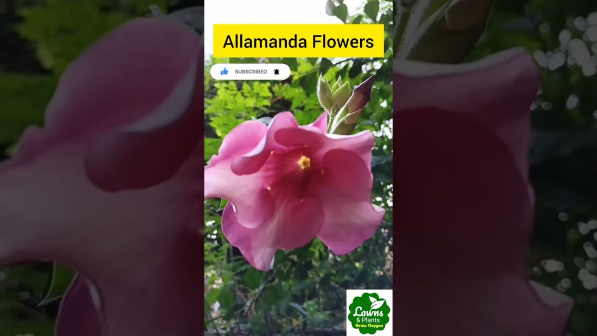 Allamanda Flowers #garden #flowers #floweringplants Allamanda Flowers #garden #flowers #floweringplants