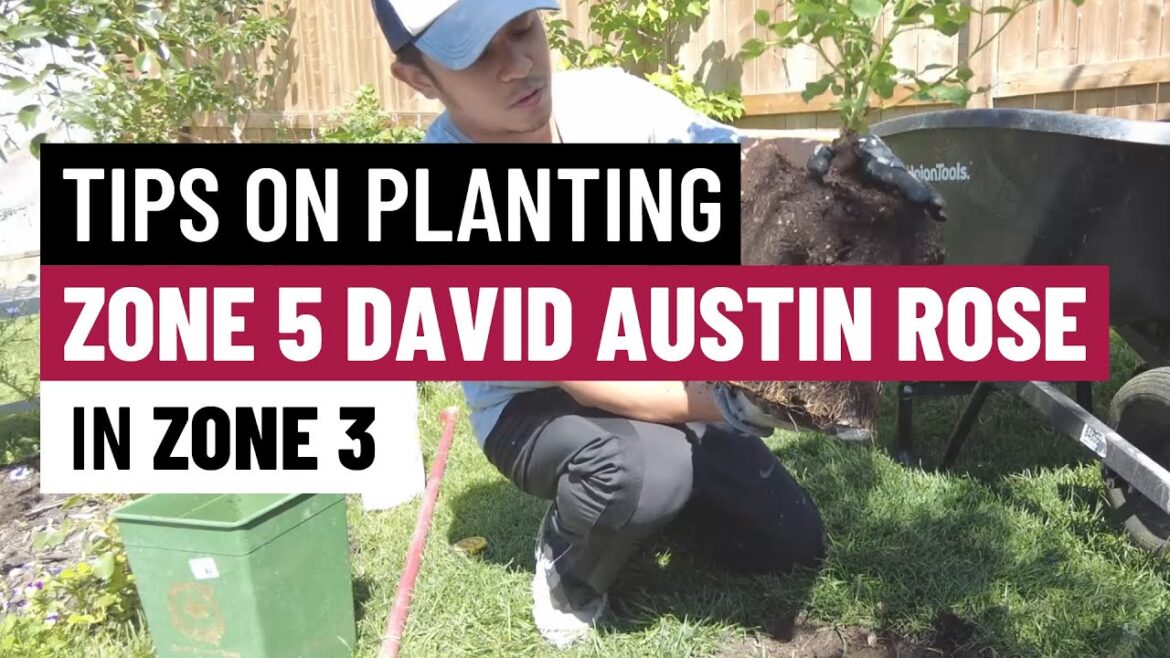 Tips on Planting Tender Zone 5 David Austin Rose "The Pilgrim" in Zone 3