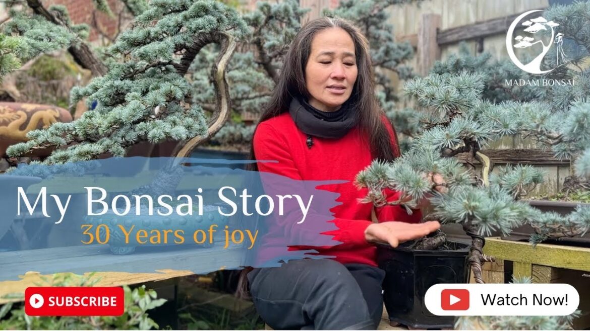 Madam Bonsai How I got started in Bonsai Madam Bonsai How I got started in Bonsai