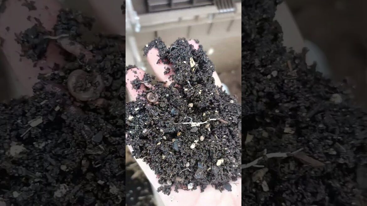 Adding WORMS to my Garden Tower 2! #vermicompost #wormcomposting #compost #containergardening Adding WORMS to my Garden Tower 2! #vermicompost #wormcomposting #compost #containergardening