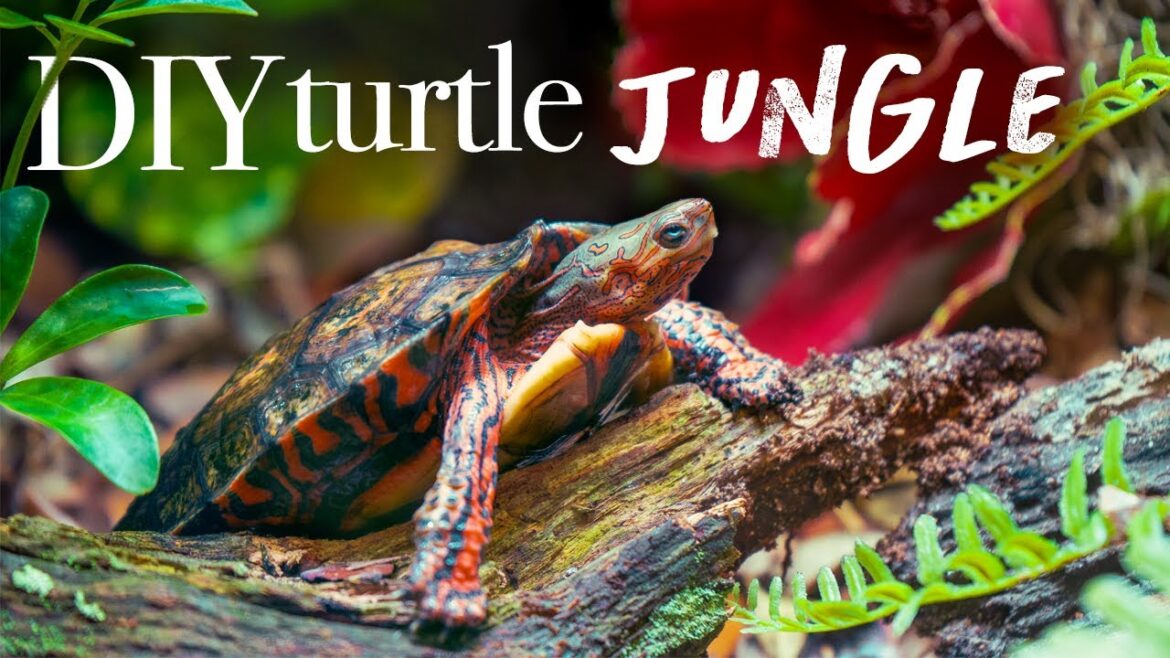 Turtle Paradise: The Making of an Epic Indoor Habitat!