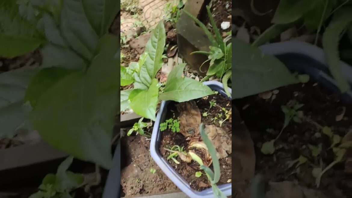 Let's Having A Good Feel Of The Nature #satisfying #short