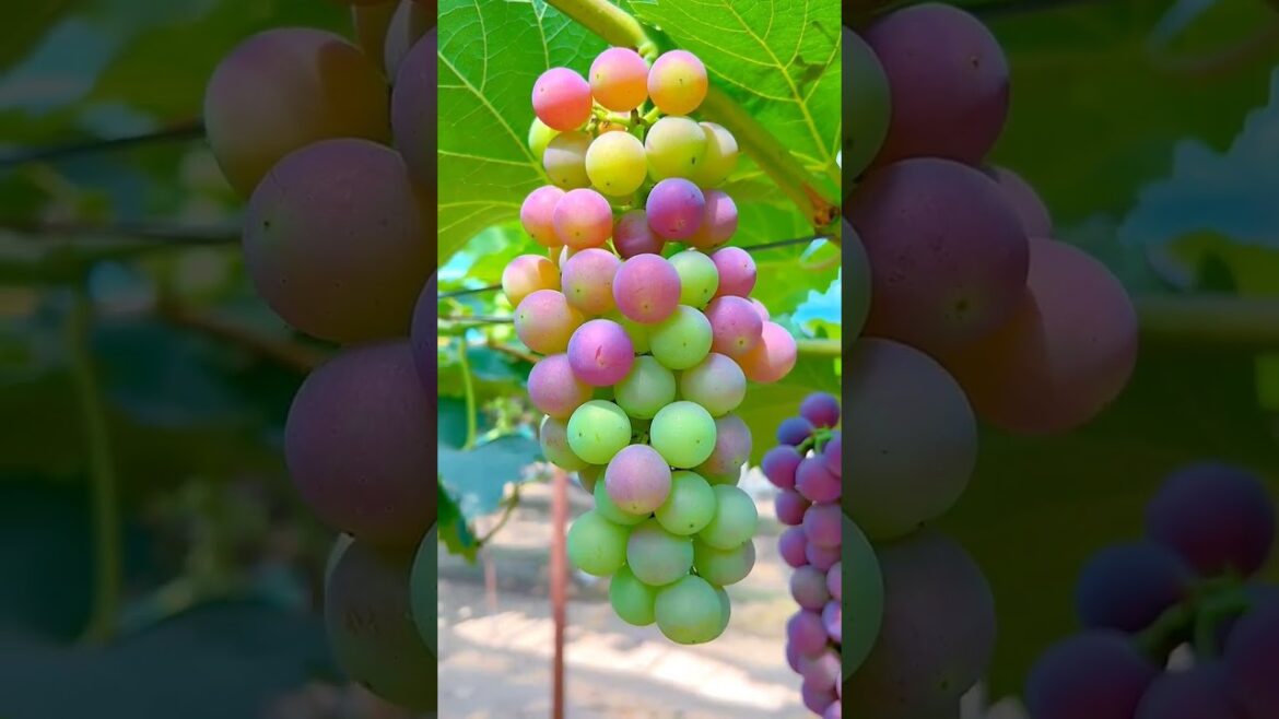 #fruitgarden #fruit #gardenlife #reels #vegetablegardening #garden #gardening #bamboogarden #shorts