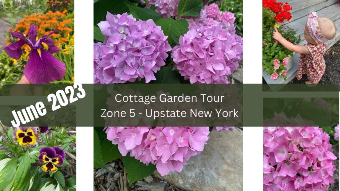 Cottage Garden Tour - Zone 5 Upstate New York - June 2023