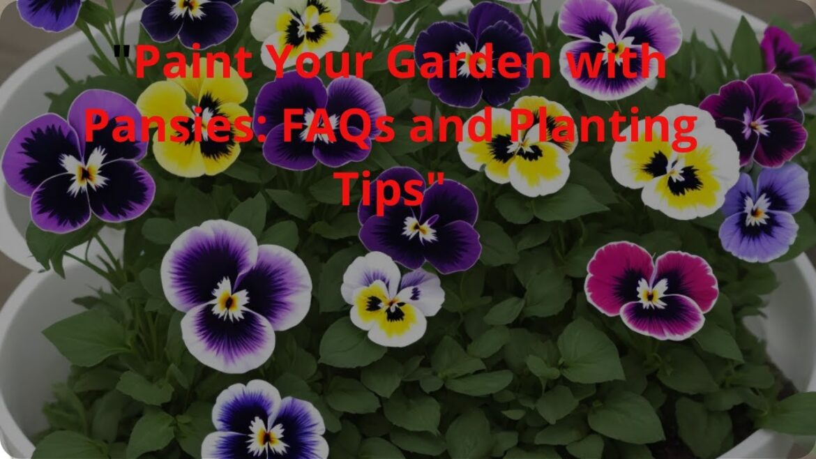 Paint Your Garden with Pansies FAQs and Planting Tips