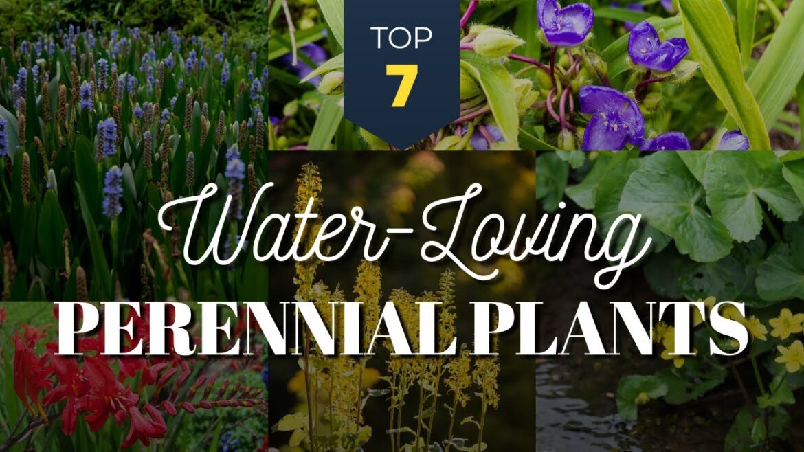 7 Best Water Loving Perennial Plants πΊπ¦ for Moist and Wet Garden Area πΏπ§ 7 Best Water Loving Perennial Plants πΊπ¦ for Moist and Wet Garden Area πΏπ§