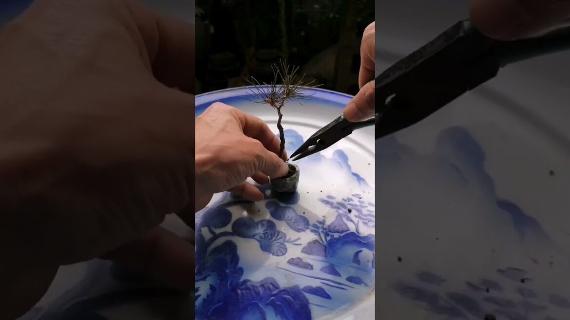 Hottest Trends From The World of bonsai plant mantaincen Hottest Trends From The World of bonsai plant mantaincen