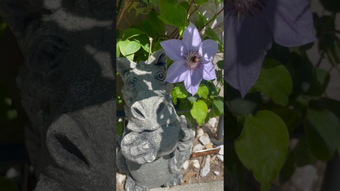 Raised Bed Garden Burst of Growth short🌱🌿 #shorts #gardenshorts #garden #growth #vegetables #short Raised Bed Garden Burst of Growth short🌱🌿 #shorts #gardenshorts #garden #growth #vegetables #short