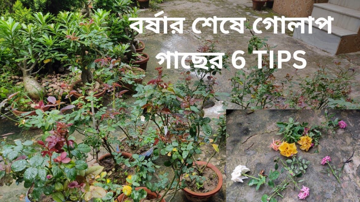 বর্ষার শেষে গোলাপ গাছের 6TIPS// Rose 6 Care Tips In Rainy Season