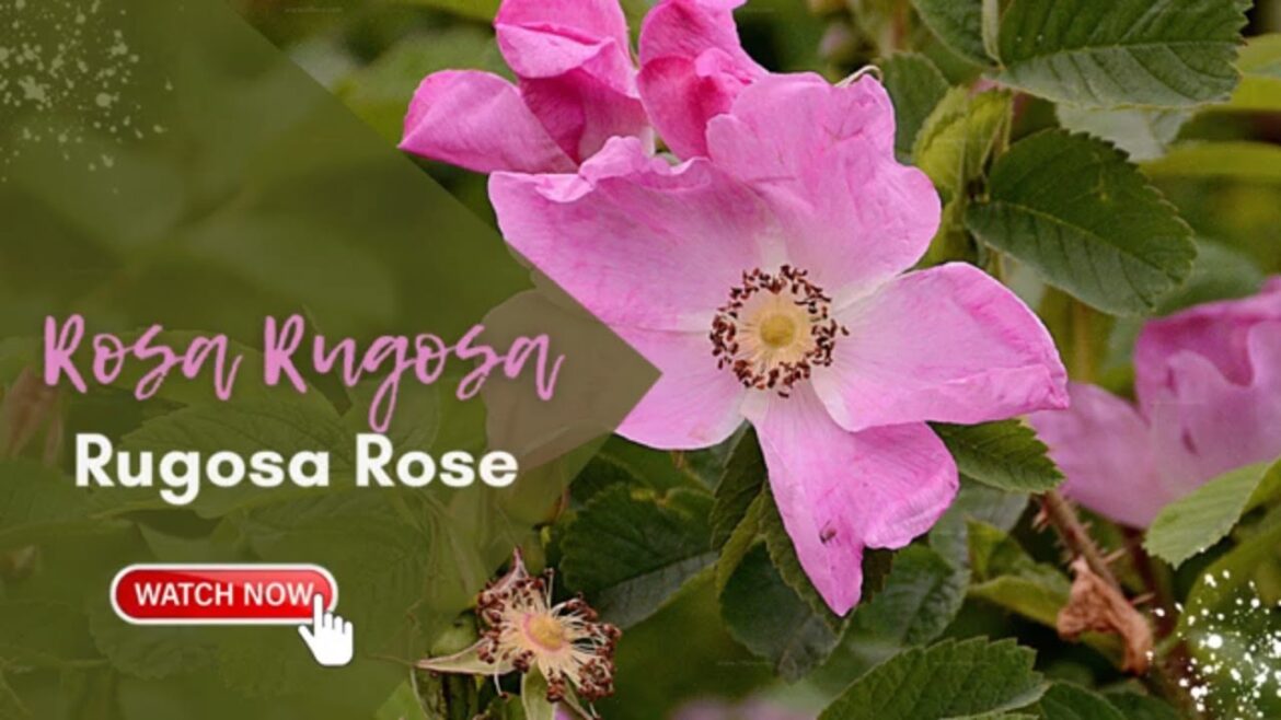Rosa Rugosa | Rugosa Rose | Japanese Rose Rosa Rugosa | Rugosa Rose | Japanese Rose