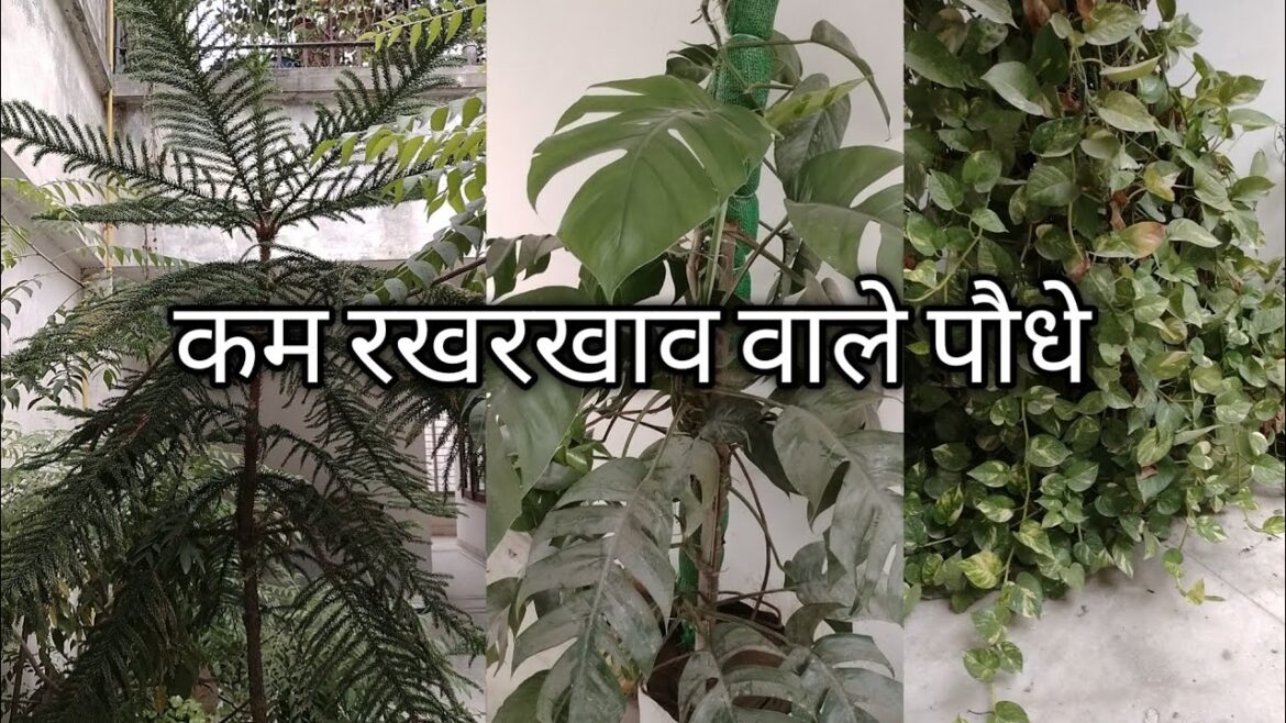 Maintenance free plants I Low Maintenance Plants I Easy to Maintain Plants Maintenance free plants I Low Maintenance Plants I Easy to Maintain Plants