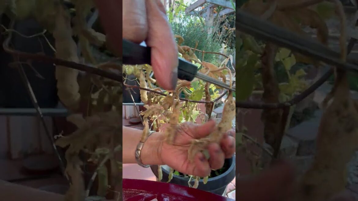 #satisfying Harvesting Snow Peas. #pea #seeds #gardening #harvesting #shorts