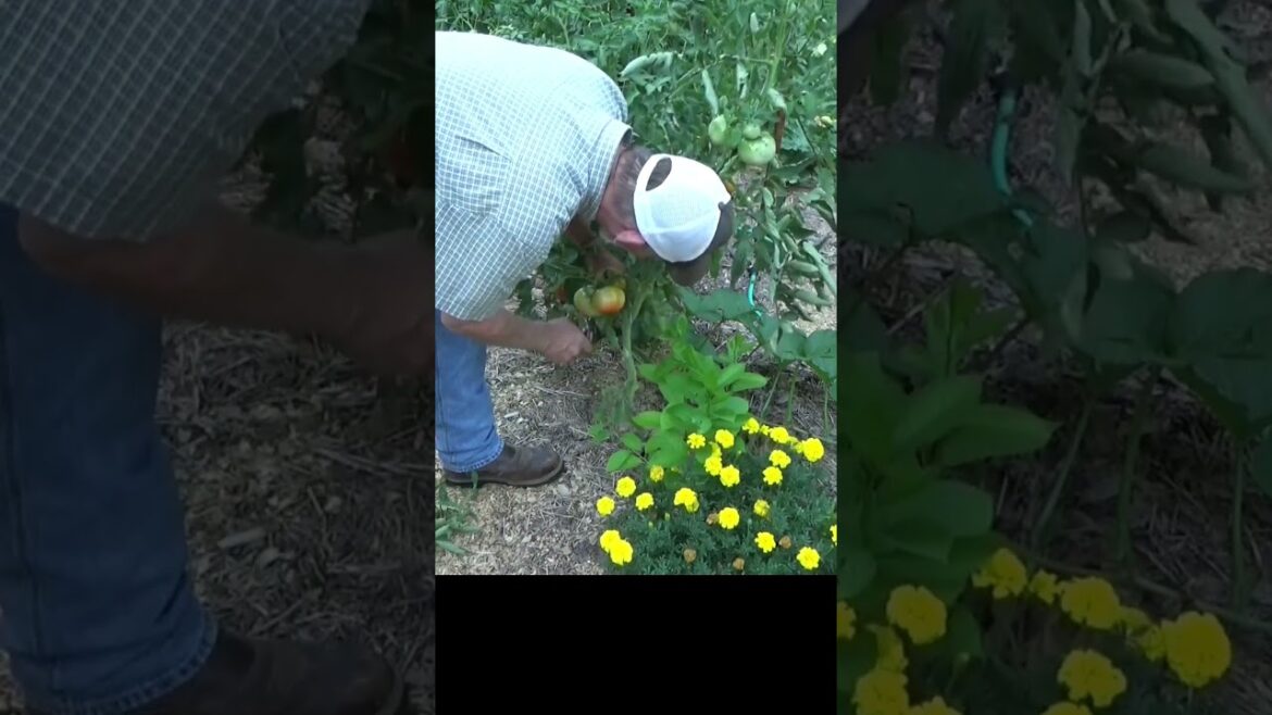 3rd mistake a beginning gardener makes #shorts #garden #mulch 3rd mistake a beginning gardener makes #shorts #garden #mulch
