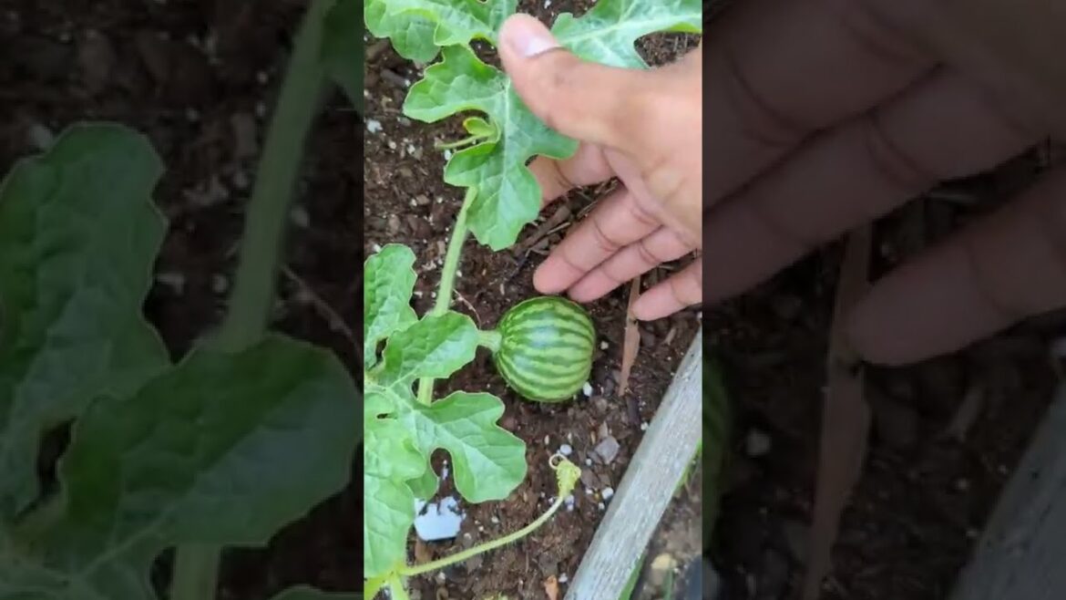 Simple quick tips for growing Watermelon | For Beginners | #watermelon