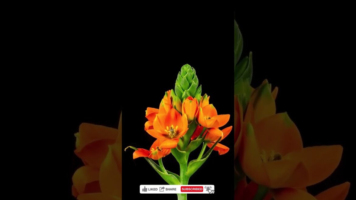 Flower Unfolding Blooming Beauty ｜ Mesmerizing Time Lapse