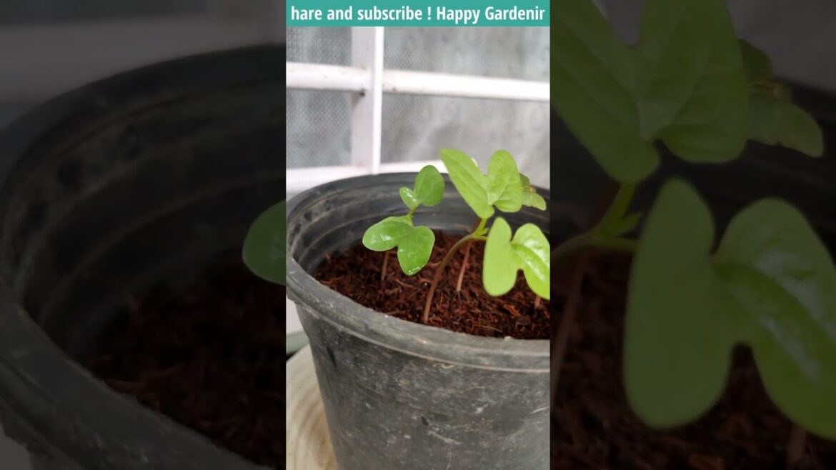 Morning Glory From Seed (after 7 days ) @GardeningwithRitz  #morningglory #flowers #plants  #shorts