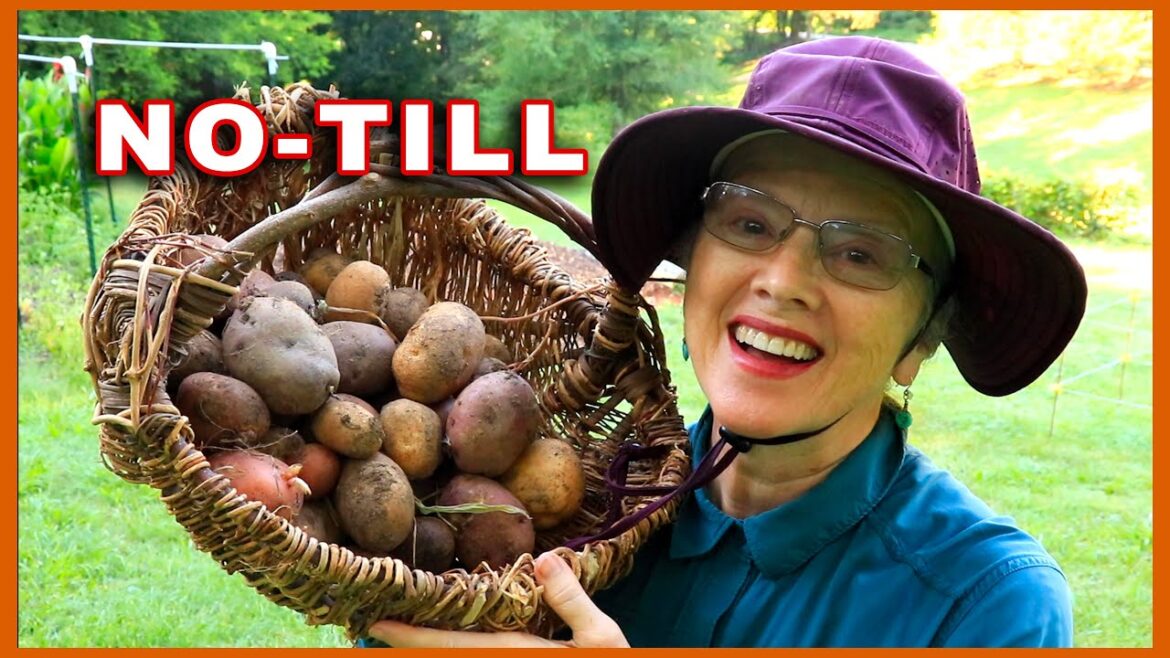 Kaye Kittrell: Is Ruth Stout Method REALLY “NO-WORK?” You decide! Is Ruth Stout Method REALLY "NO-WORK?" You decide!