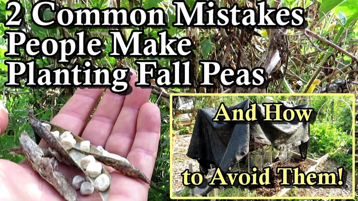 Gary Pilarchik: 2+ Tips to Planting Peas in the Summer for a Fabulous Fall Harvest: Plant Peas in Early August! 2+ Tips to Planting Peas in the Summer for a Fabulous Fall Harvest: Plant Peas in Early August!