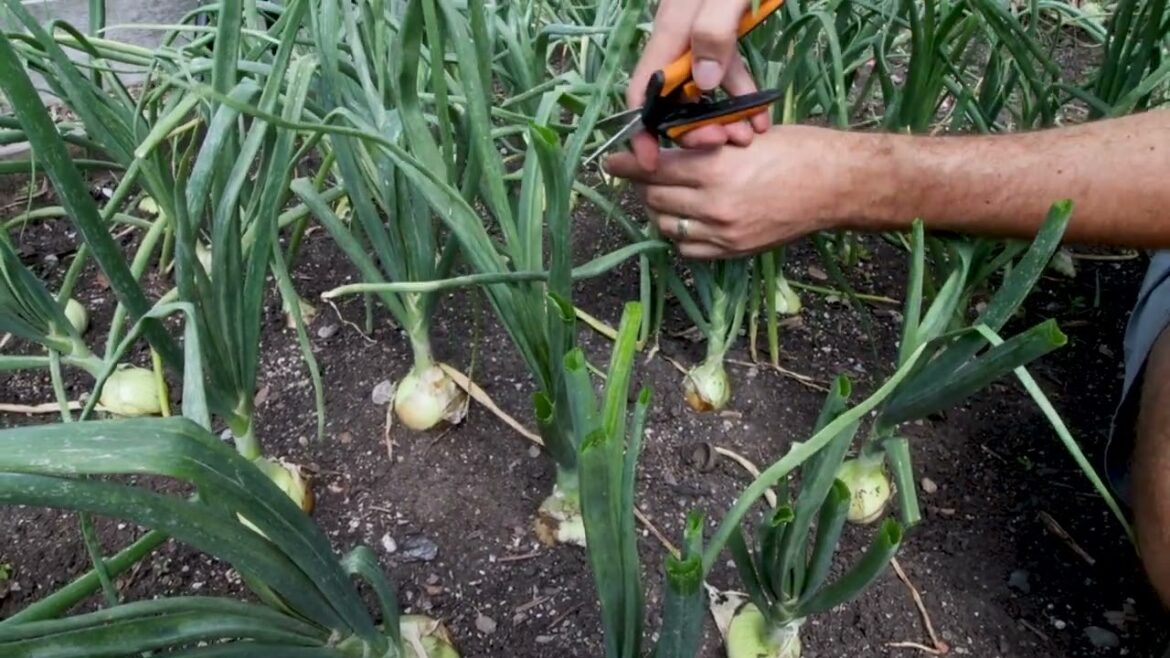 How To Grow BIGGER Onions With This One Tip!
