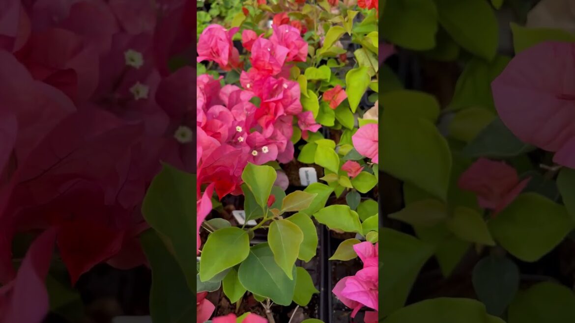 Annual Plant Information: Sundown Orange Bougainvillea (Paperflower) #plants #flowers #gardening Annual Plant Information: Sundown Orange Bougainvillea (Paperflower) #plants #flowers #gardening