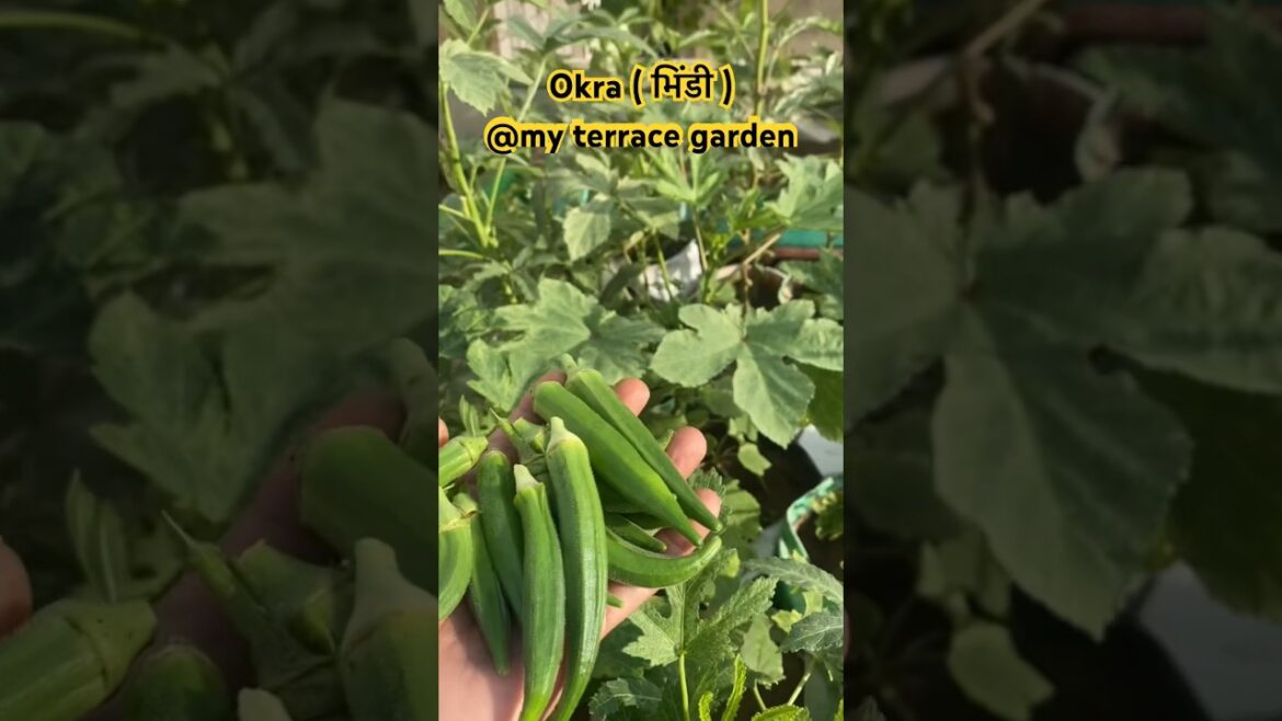 Okra ( भिंडी ) @my terrace garden! #gardening #terracegardening #organicvegetables #shorts