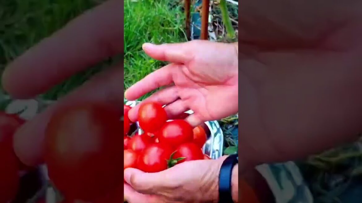 organic Kitchen Garden #gardening ideas for home #kitchen garden at home #vegetable garden at home