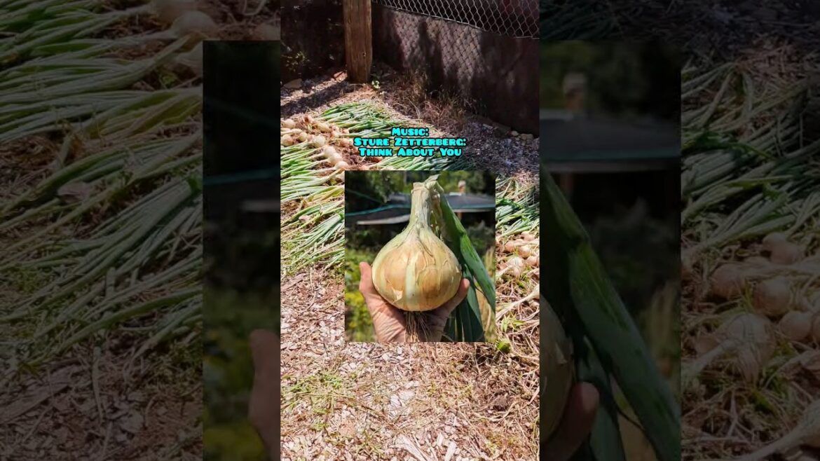 How I Grew Massive Onions In 6 Months #organic #garden #farming #onion