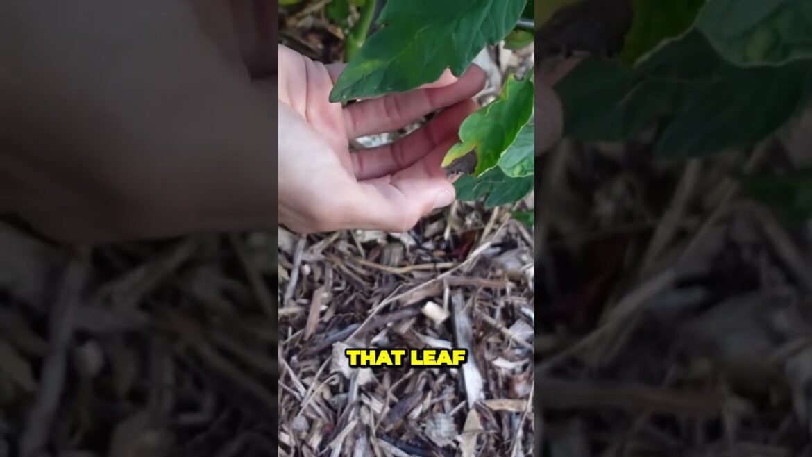 Beat Tomato Blight How to Save Your Plants from Yellowing Leaves