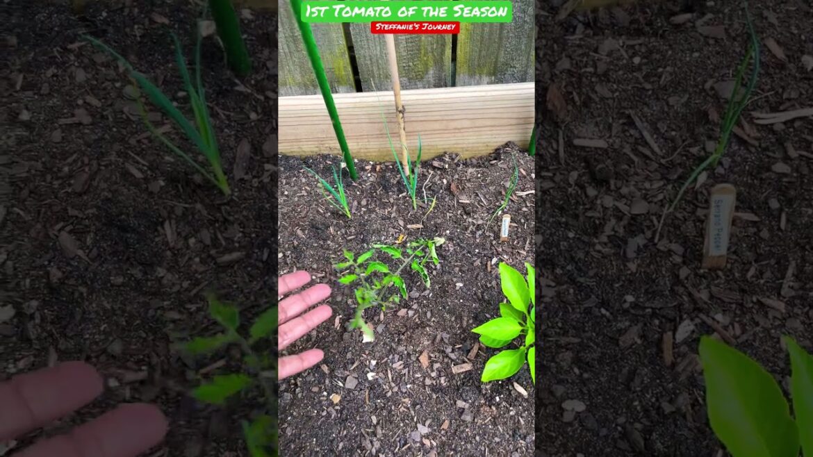 1st Tomato 🍅 of the Season || Zone 7B || Gardening || Short 78 || Steffanie’s Journey 1st Tomato 🍅 of the Season || Zone 7B || Gardening || Short 78 || Steffanie’s Journey