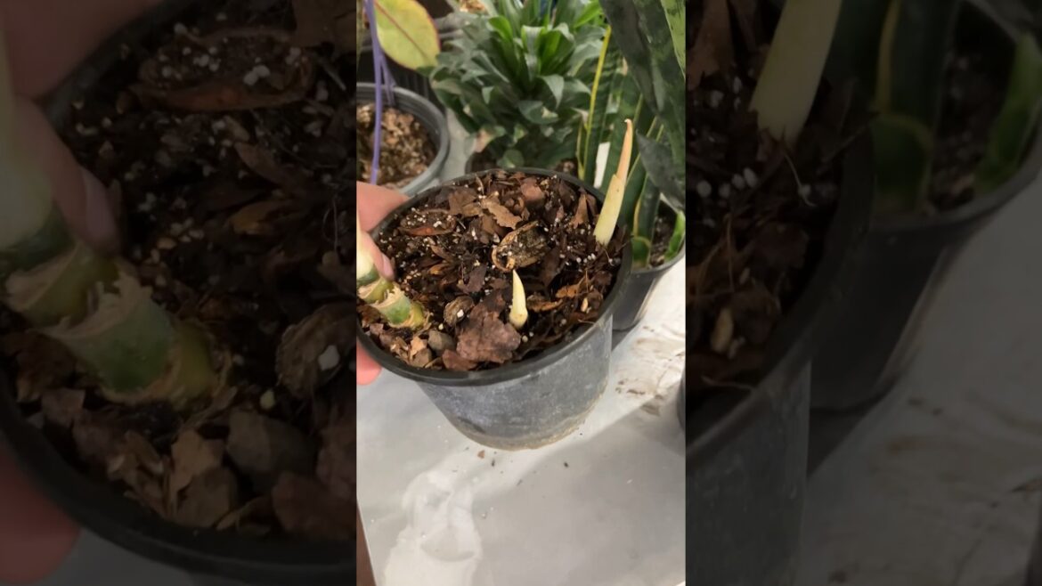 aglaonema plant propagation massive result after a month