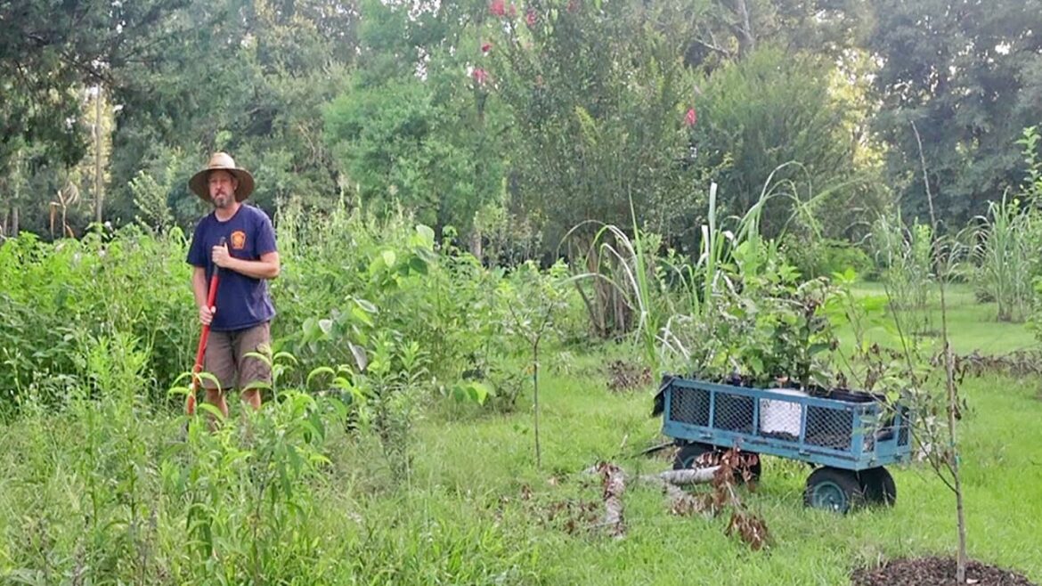 How to Start a Food Forest the Easy Way How to Start a Food Forest the Easy Way