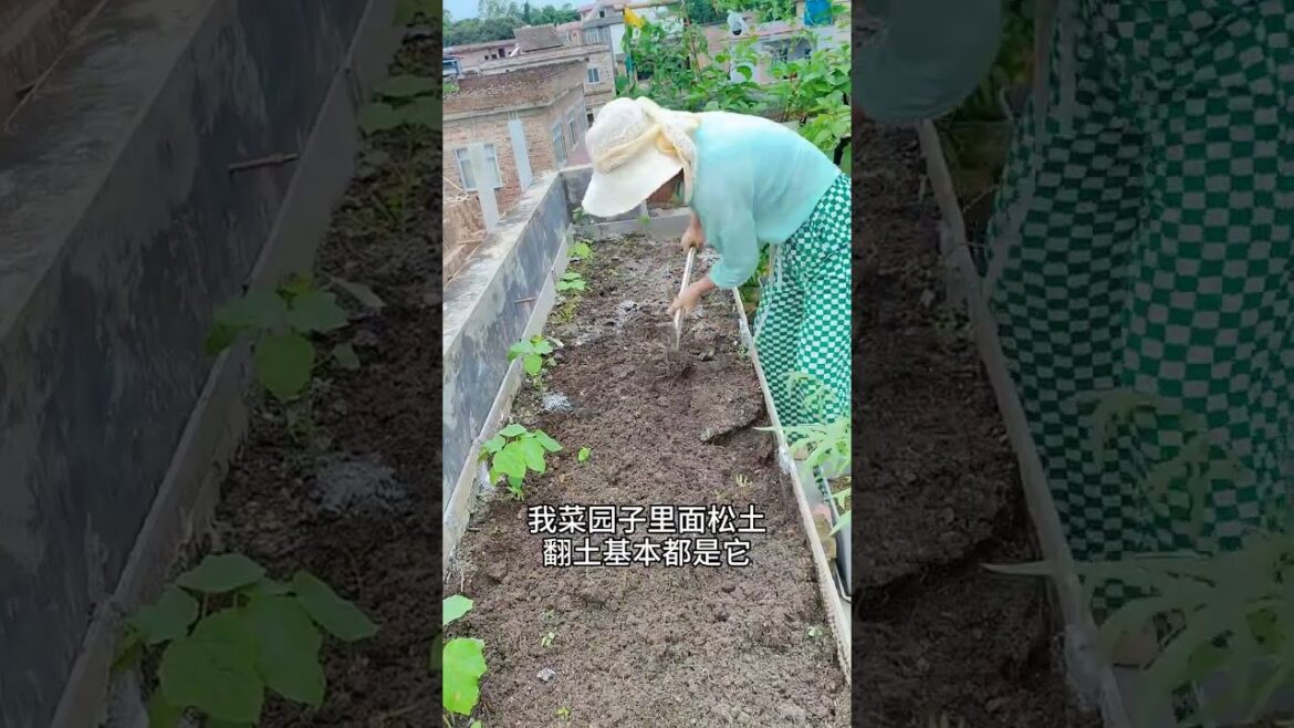 How Growing garden vlog by meimei #short #diyvegetable