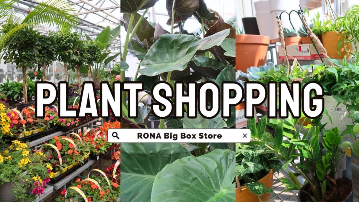 BIG BOX STORE RONA HOUSE PLANT SHOPPING in Canada | Indoor and Outdoor Trending Tropicals