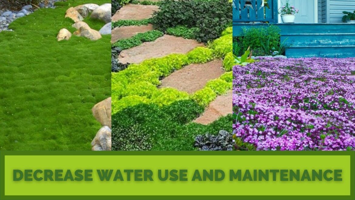 LAWN SUBSTITUTES | GRASS ALTERNATIVES | GROUND COVERS | Hard at First, Later Much Easier LAWN SUBSTITUTES | GRASS ALTERNATIVES | GROUND COVERS | Hard at First, Later Much Easier