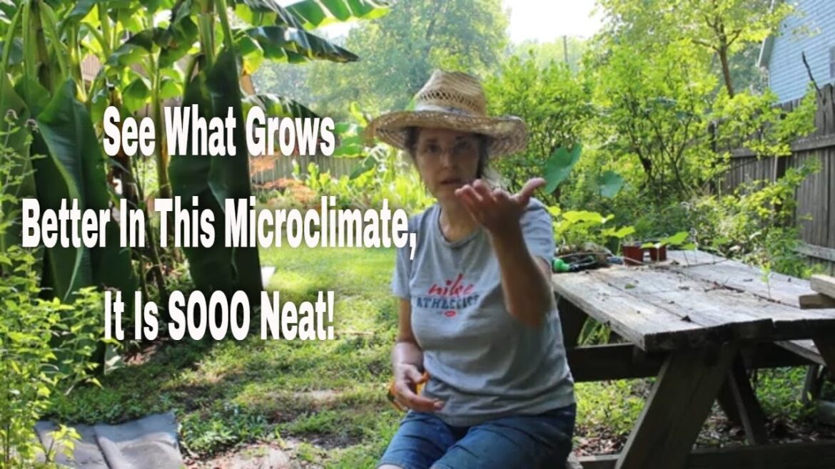 Gardening Grandma Has A Microclimate! So What? Gardening Grandma Has A Microclimate! So What?