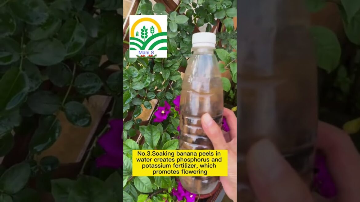 Best 5 Flower Growing Tips | Home Gardening | Gardening Tips #shorts